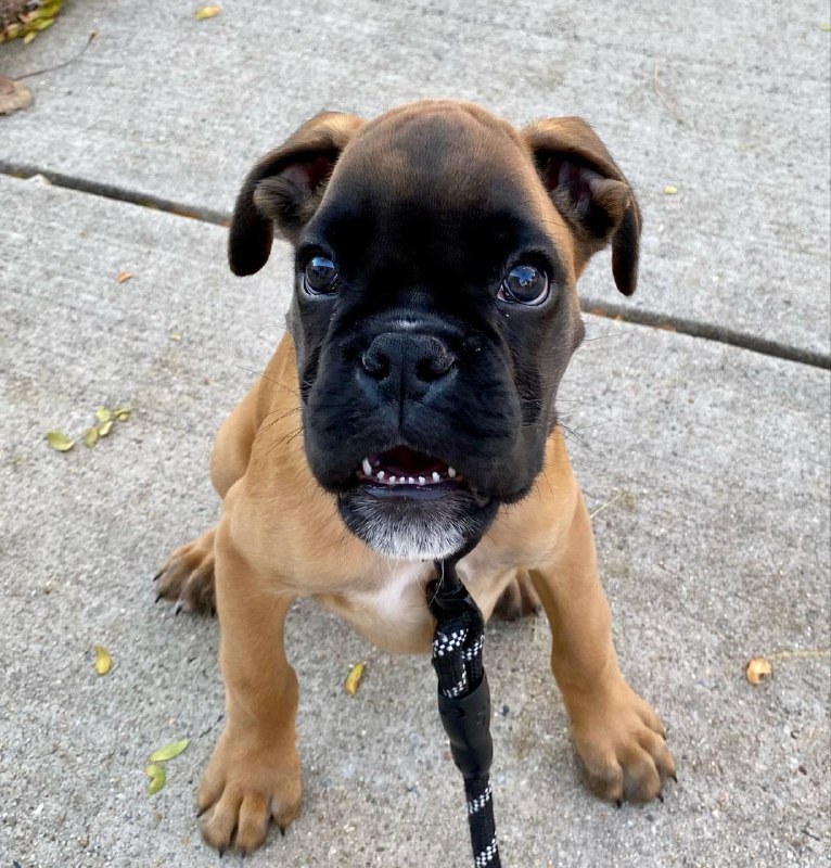 Boxer Puppy Roki 2