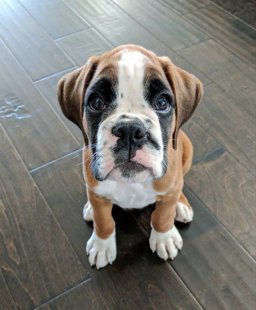 Boxer Puppy Mac 1