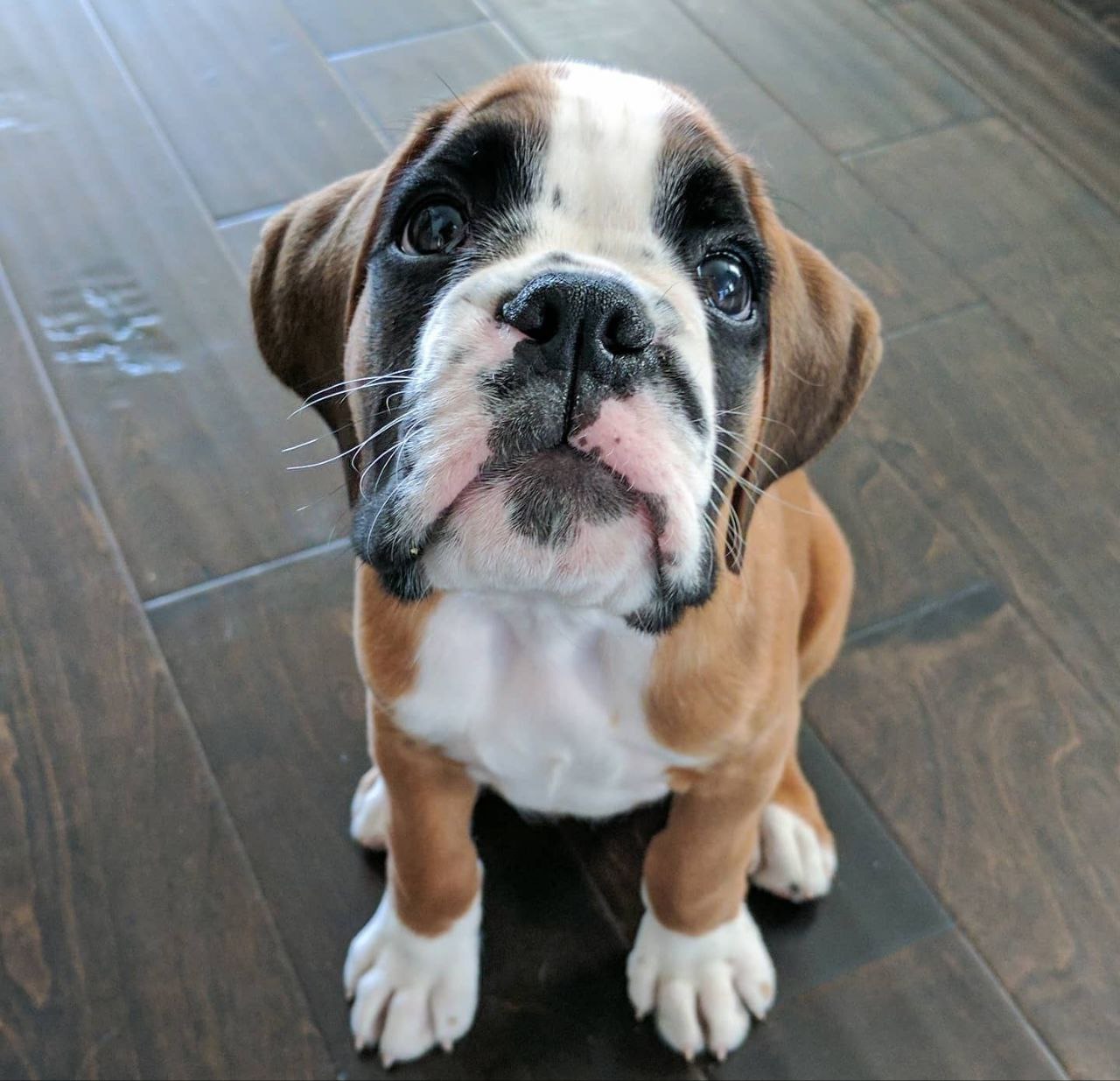 Boxer Puppy Mac 2