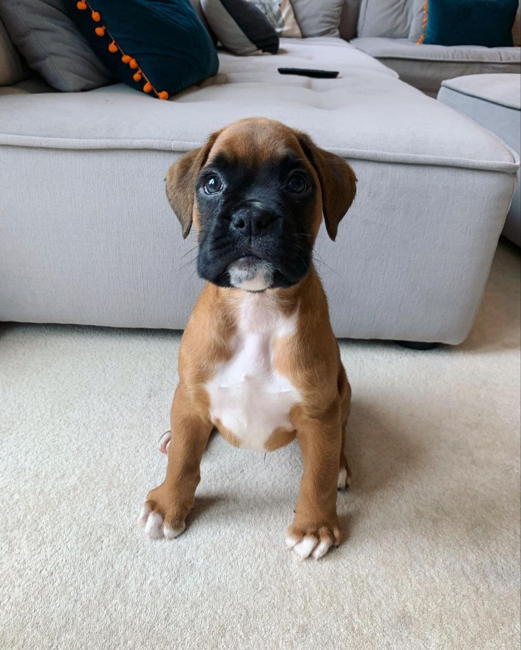 Boxer Puppy Max