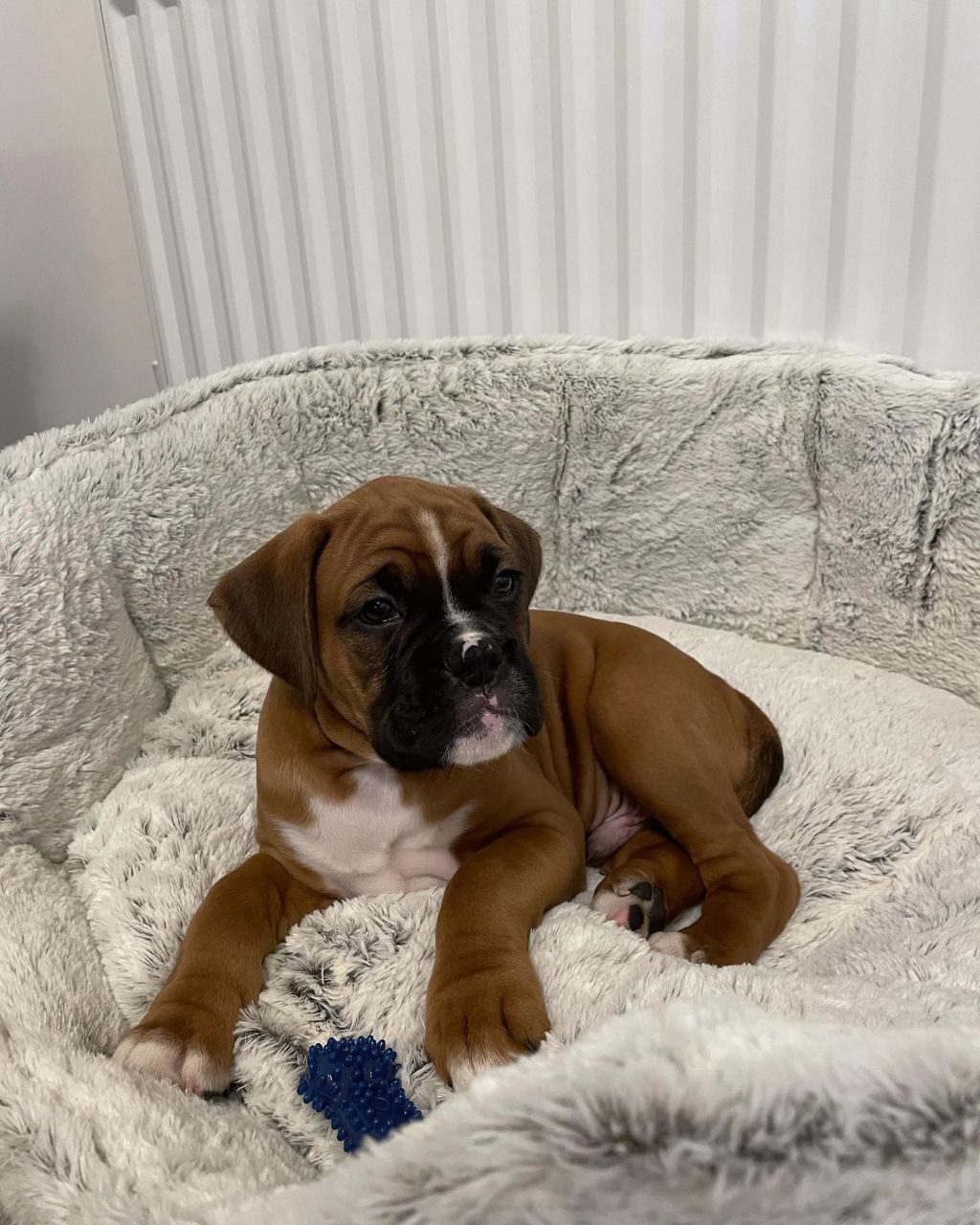Boxer Puppy Daisy 2